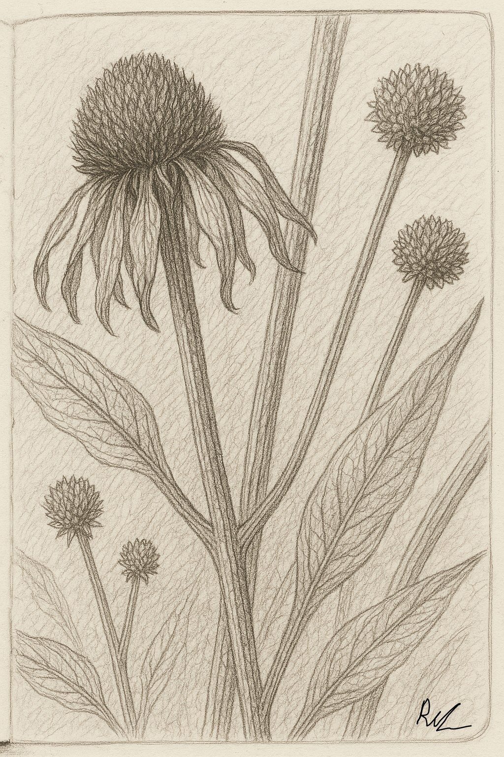 Pencil sketch from Rosalie Sinclair notebook, showcasing detailed coneflower seed heads and leaves, highlighting their structural elegance